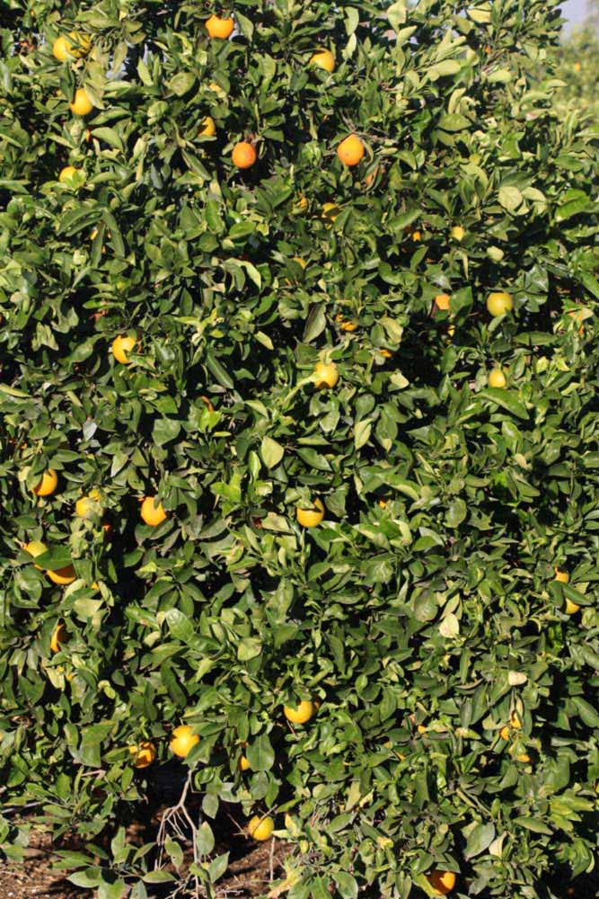            Habit (Riverside, CA)   